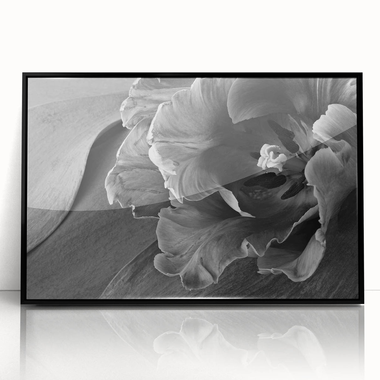 Monochrome Tulip Bloom - Fine Art Photography Framed Prints