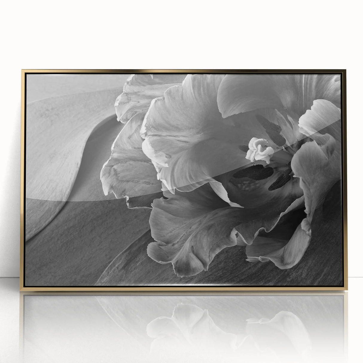 Monochrome Tulip Bloom - Fine Art Photography Framed Prints