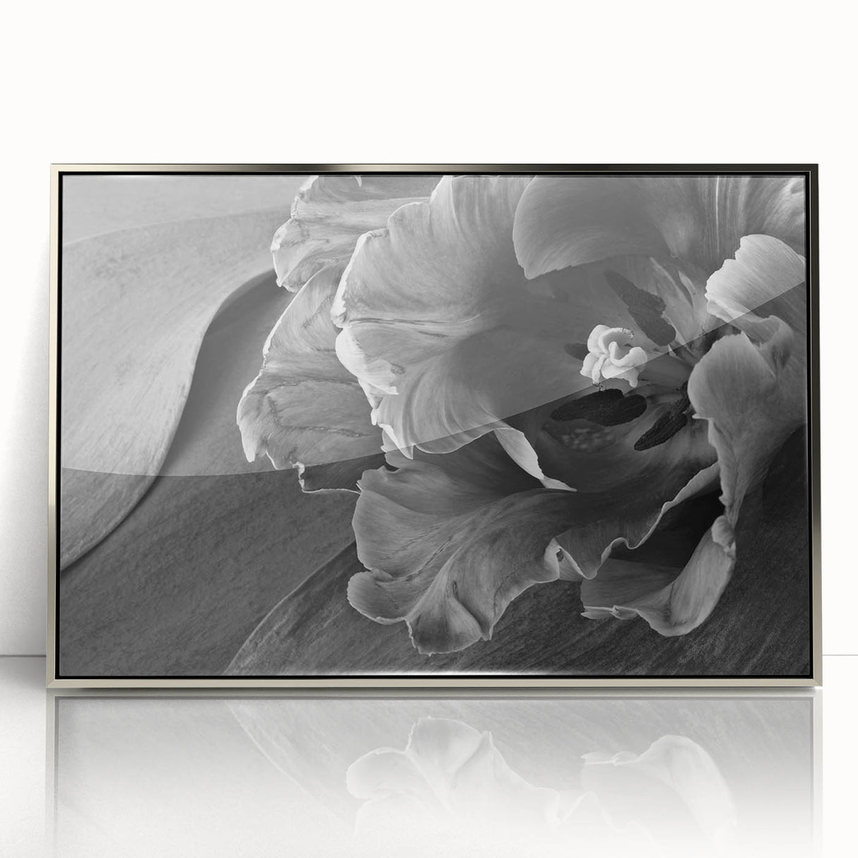 Monochrome Tulip Bloom - Fine Art Photography Framed Prints