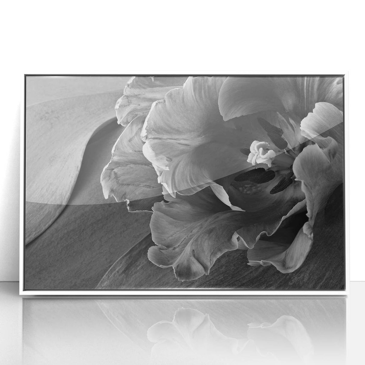 Monochrome Tulip Bloom - Fine Art Photography Framed Prints