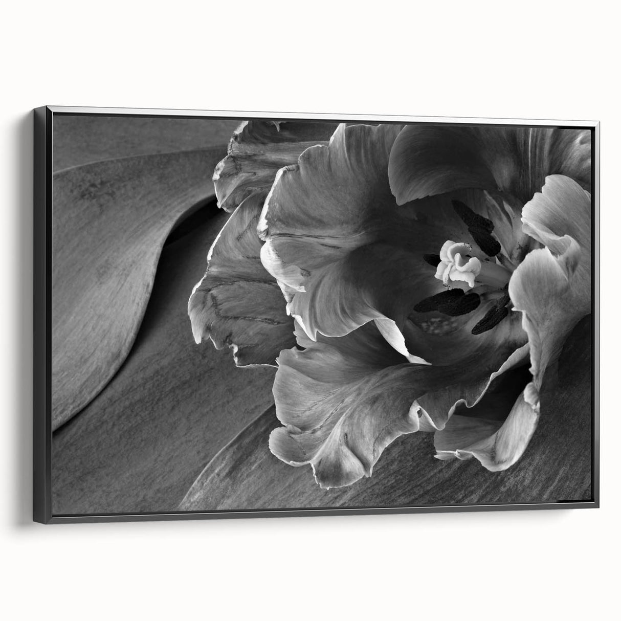 Monochrome Tulip Bloom - Fine Art Photography Framed Prints