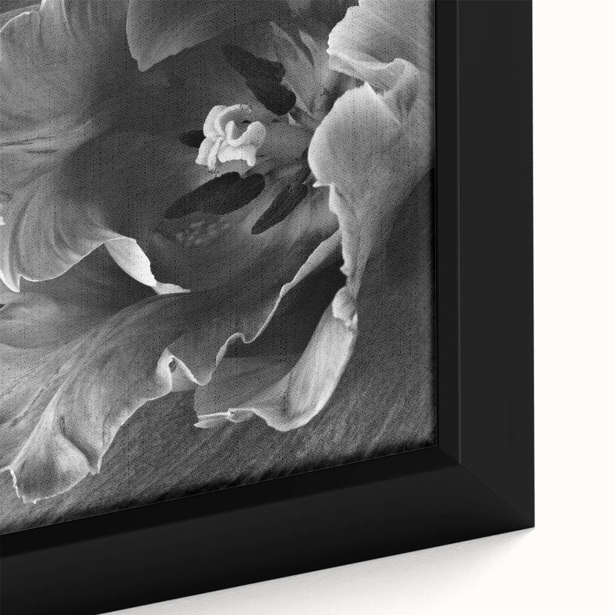Monochrome Tulip Bloom - Fine Art Photography Framed Prints