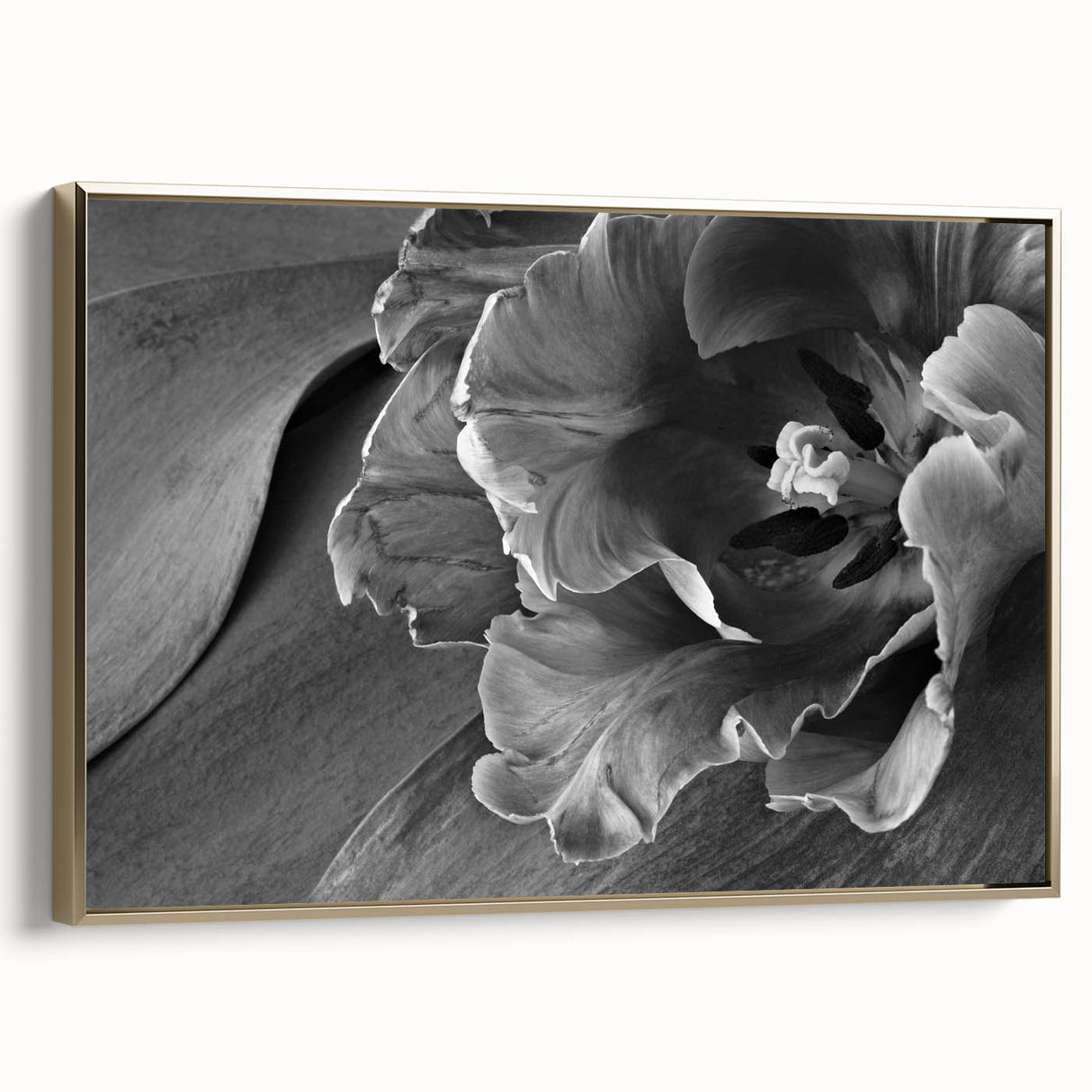 Monochrome Tulip Bloom - Fine Art Photography Framed Prints