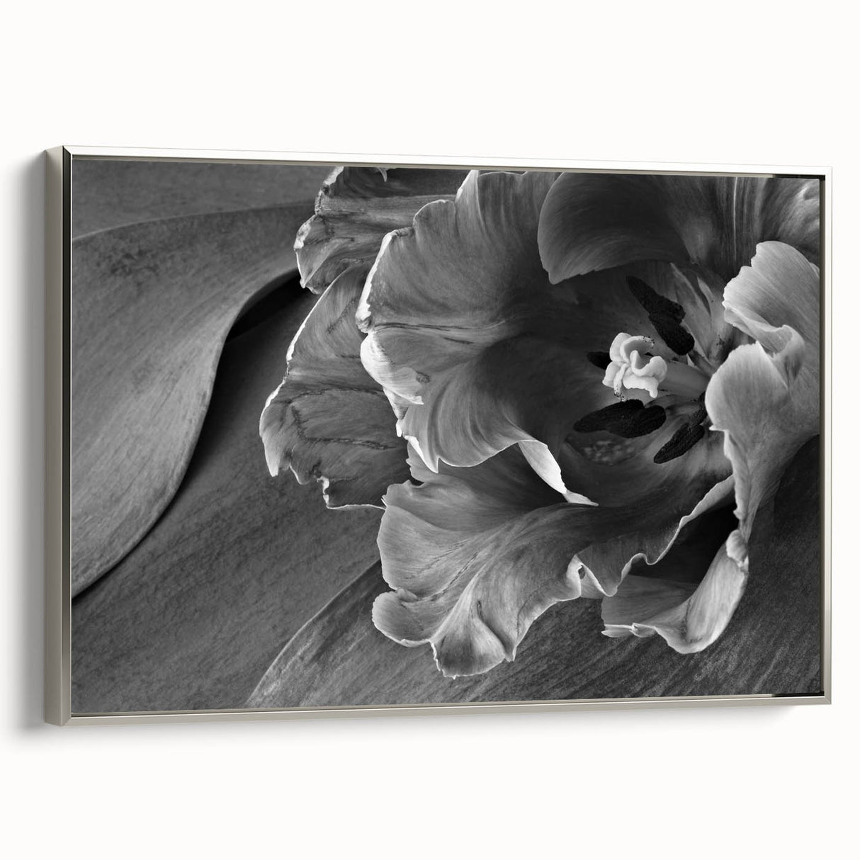 Monochrome Tulip Bloom - Fine Art Photography Framed Prints