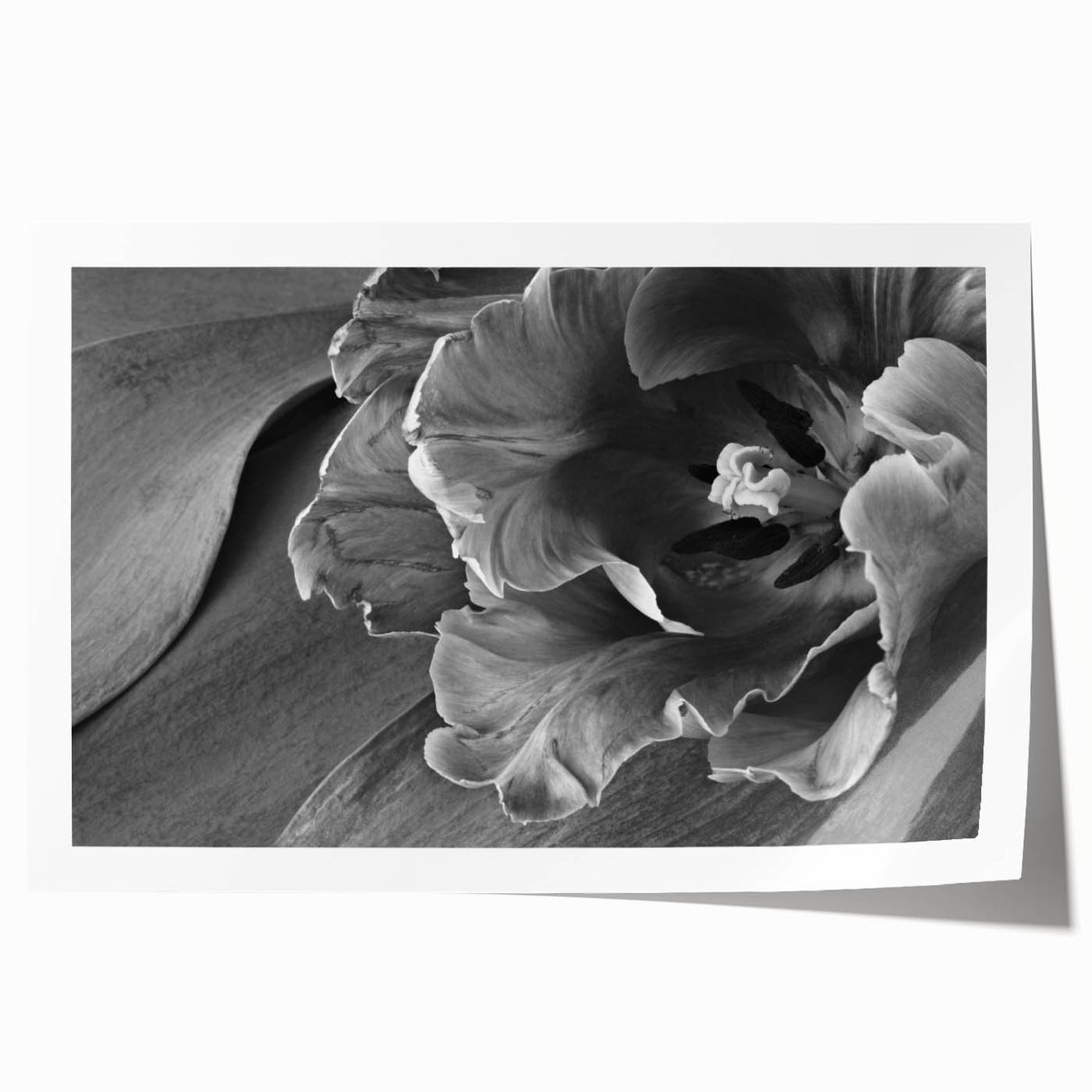 Monochrome Tulip Bloom - Fine Art Photography Framed Prints