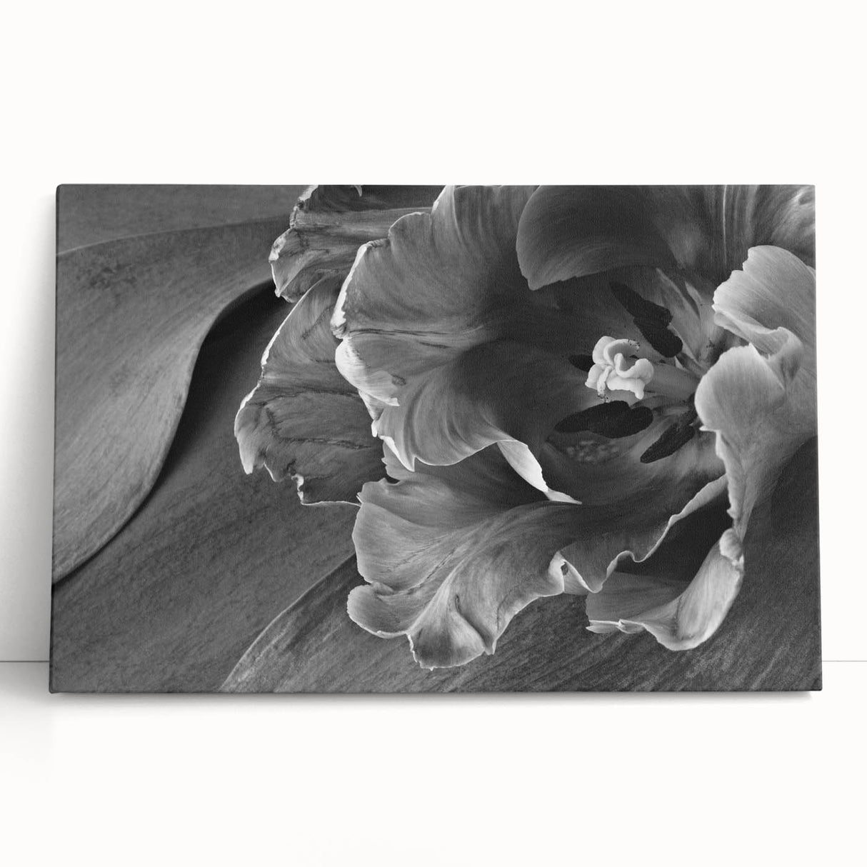 Monochrome Tulip Bloom - Fine Art Photography Framed Prints