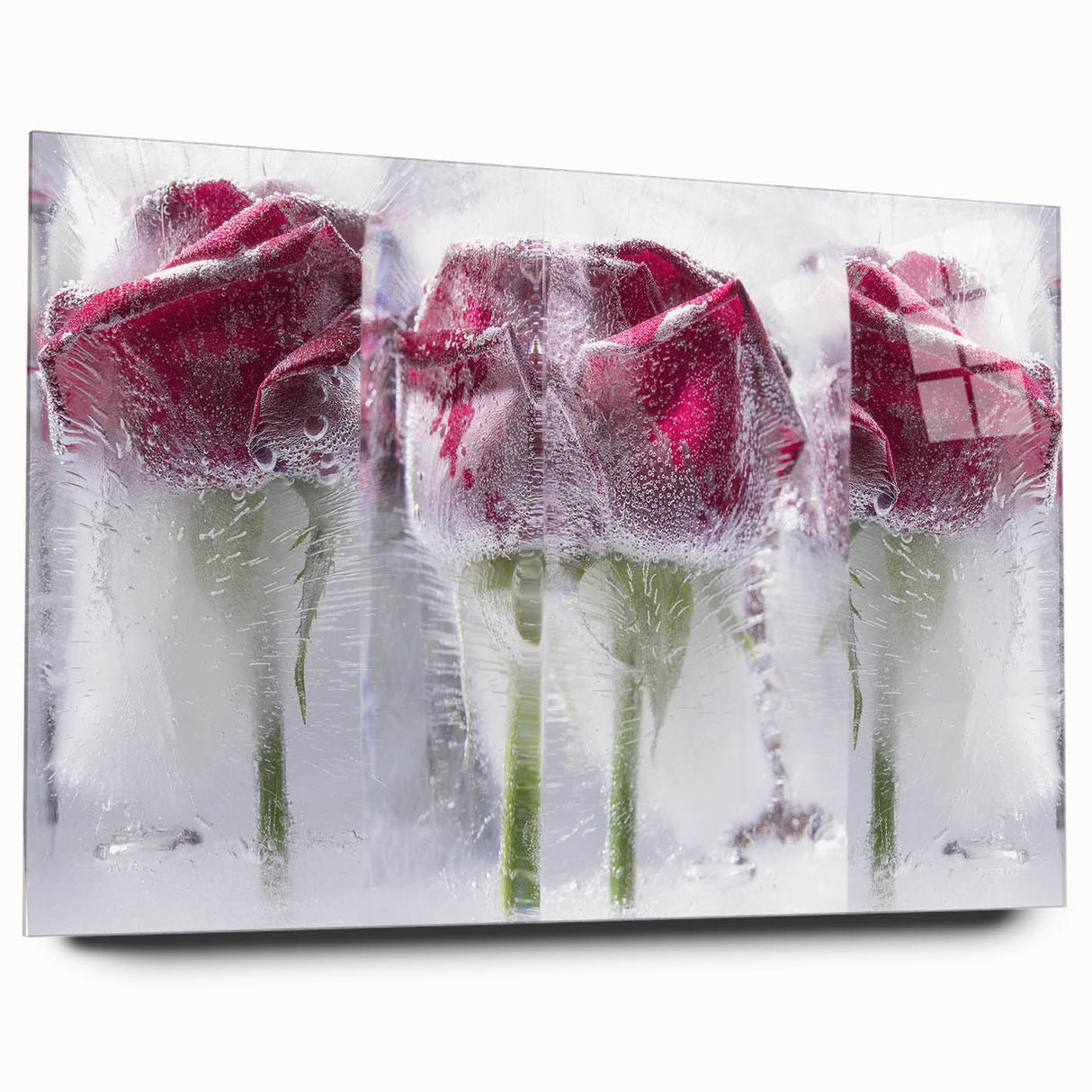 Frozen Roses Elegance - Fine Art Photography Acrylic Prints