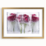 Frozen Roses Elegance - Fine Art Photography Acrylic Prints