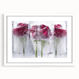 Frozen Roses Elegance - Fine Art Photography Acrylic Prints