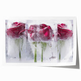 Frozen Roses Elegance - Fine Art Photography Acrylic Prints