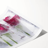 Frozen Roses Elegance - Fine Art Photography Acrylic Prints