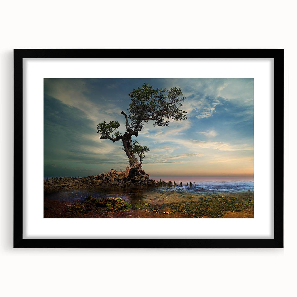 Solitary Coastal Tree - Fine Art Photography Wall Decor