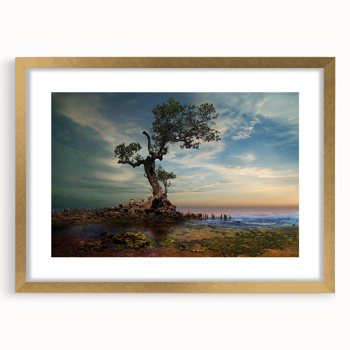 Solitary Coastal Tree - Fine Art Photography Wall Decor