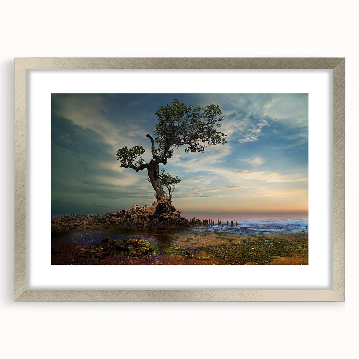Solitary Coastal Tree - Fine Art Photography Wall Decor