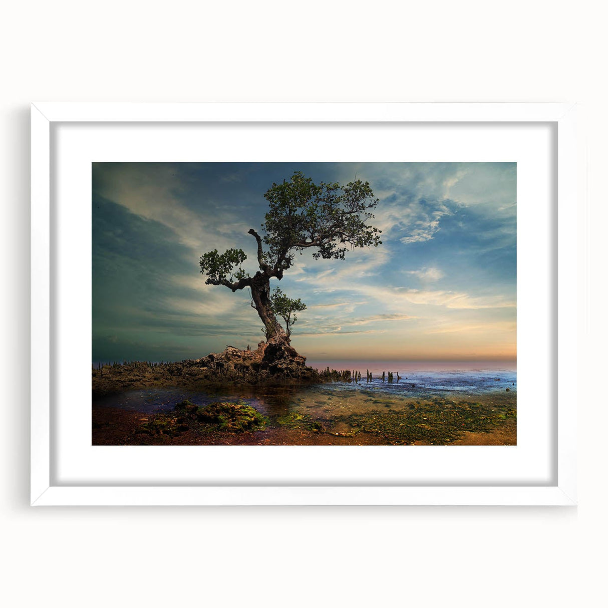 Solitary Coastal Tree - Fine Art Photography Wall Decor