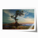 Solitary Coastal Tree - Fine Art Photography Wall Decor