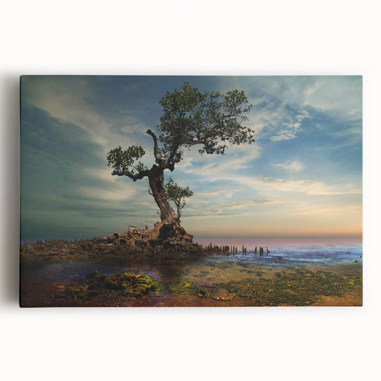 Solitary Coastal Tree - Fine Art Photography Wall Decor
