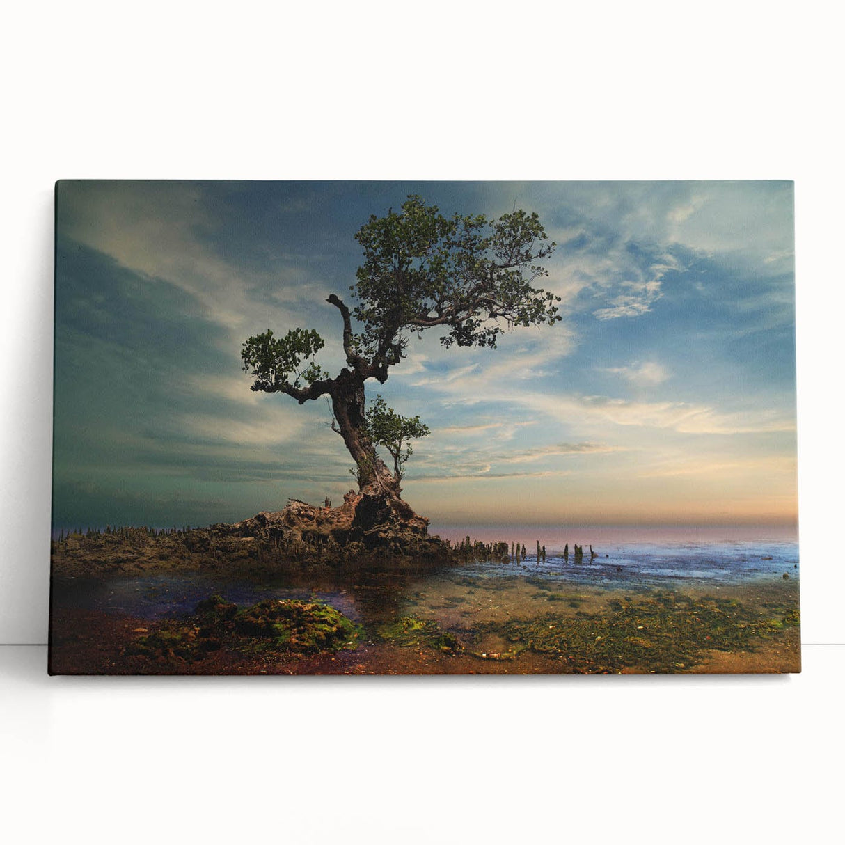 Solitary Coastal Tree - Fine Art Photography Wall Decor