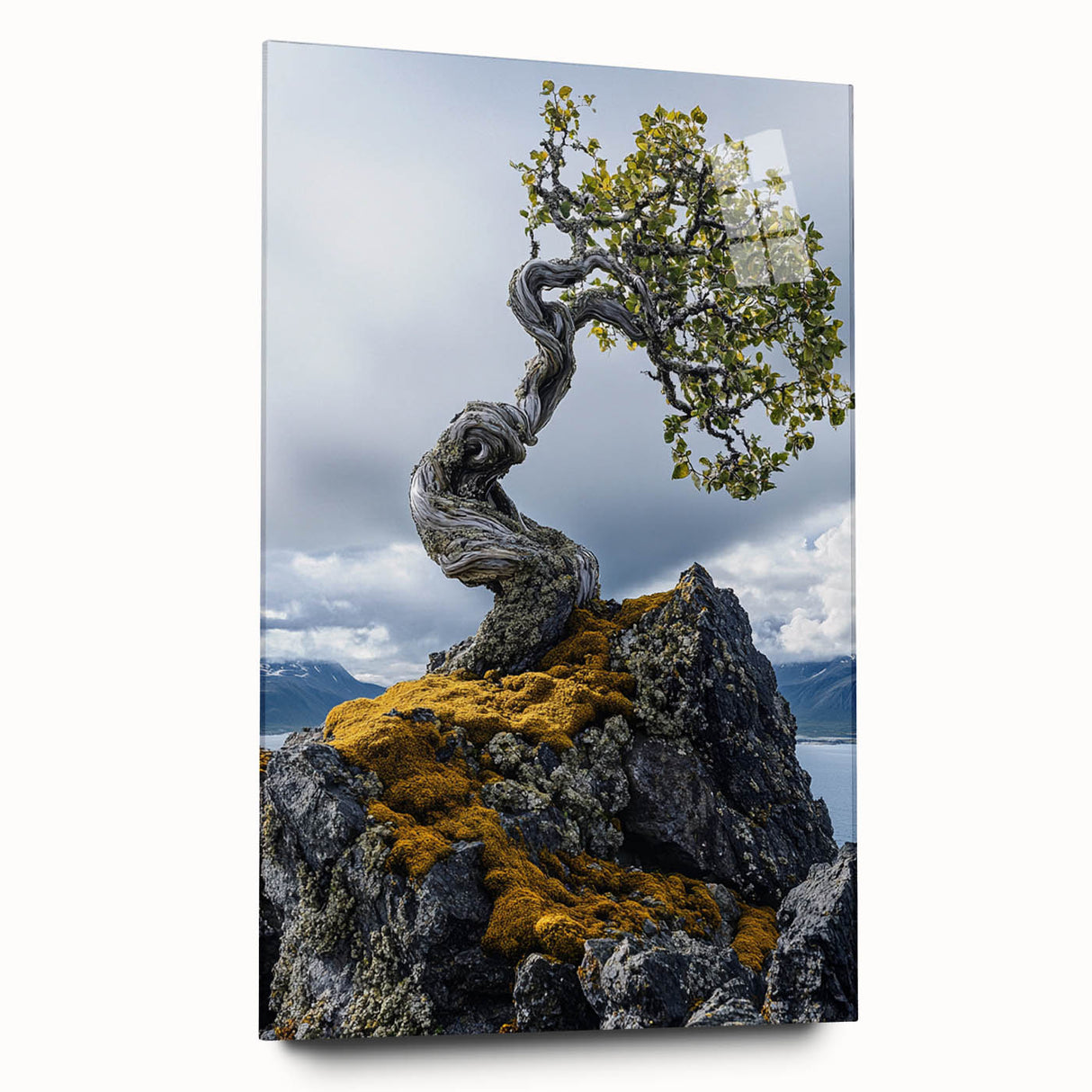 Resilient Bonsai Tree – Forest Art Prints & Nature Wall Art