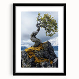Resilient Bonsai Tree – Forest Art Prints & Nature Wall Art