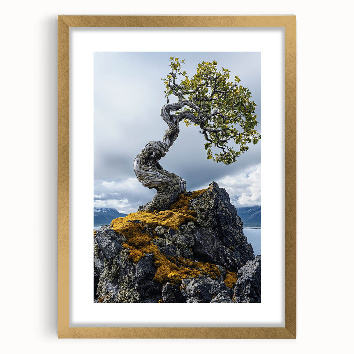 Resilient Bonsai Tree – Forest Art Prints & Nature Wall Art