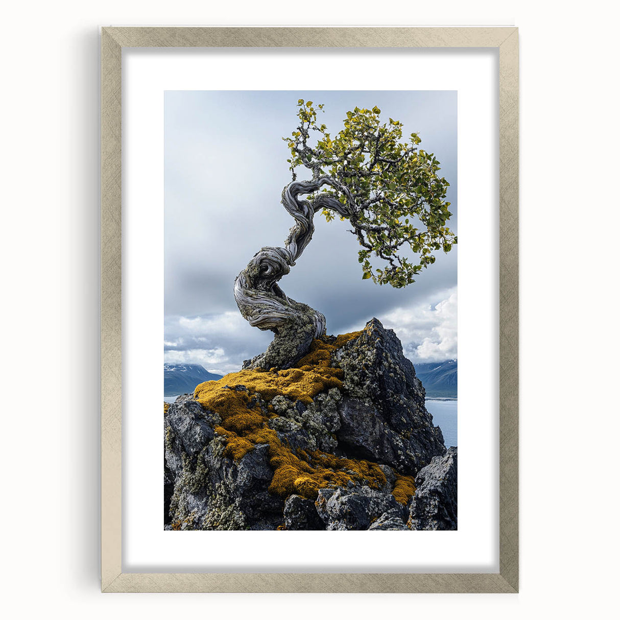 Resilient Bonsai Tree – Forest Art Prints & Nature Wall Art
