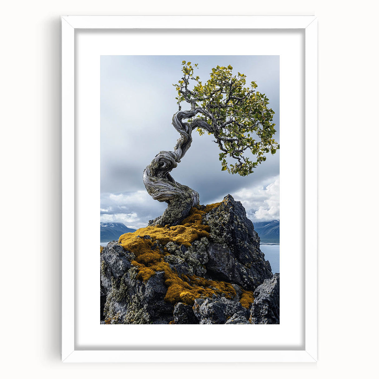 Resilient Bonsai Tree – Forest Art Prints & Nature Wall Art