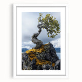Resilient Bonsai Tree – Forest Art Prints & Nature Wall Art