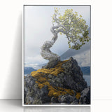 Resilient Bonsai Tree – Forest Art Prints & Nature Wall Art