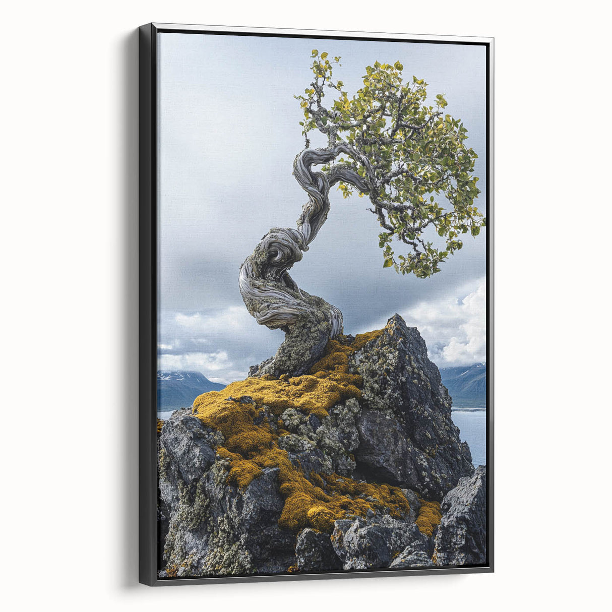 Resilient Bonsai Tree – Forest Art Prints & Nature Wall Art