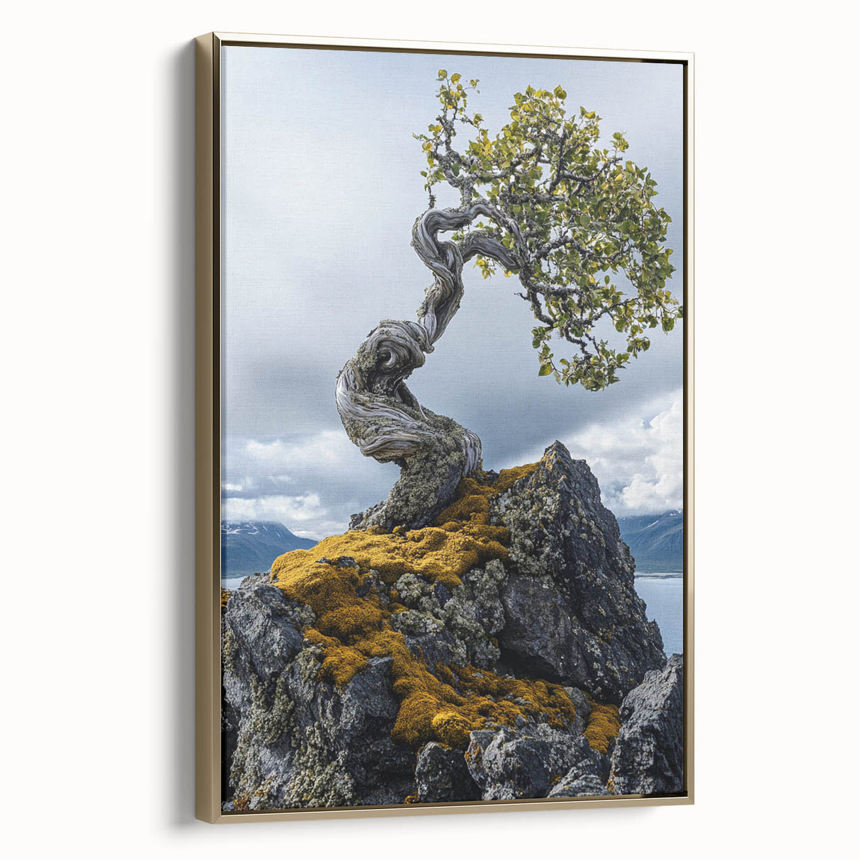 Resilient Bonsai Tree – Forest Art Prints & Nature Wall Art