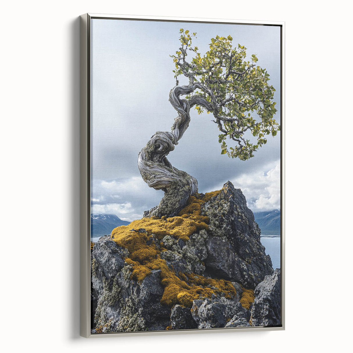 Resilient Bonsai Tree – Forest Art Prints & Nature Wall Art