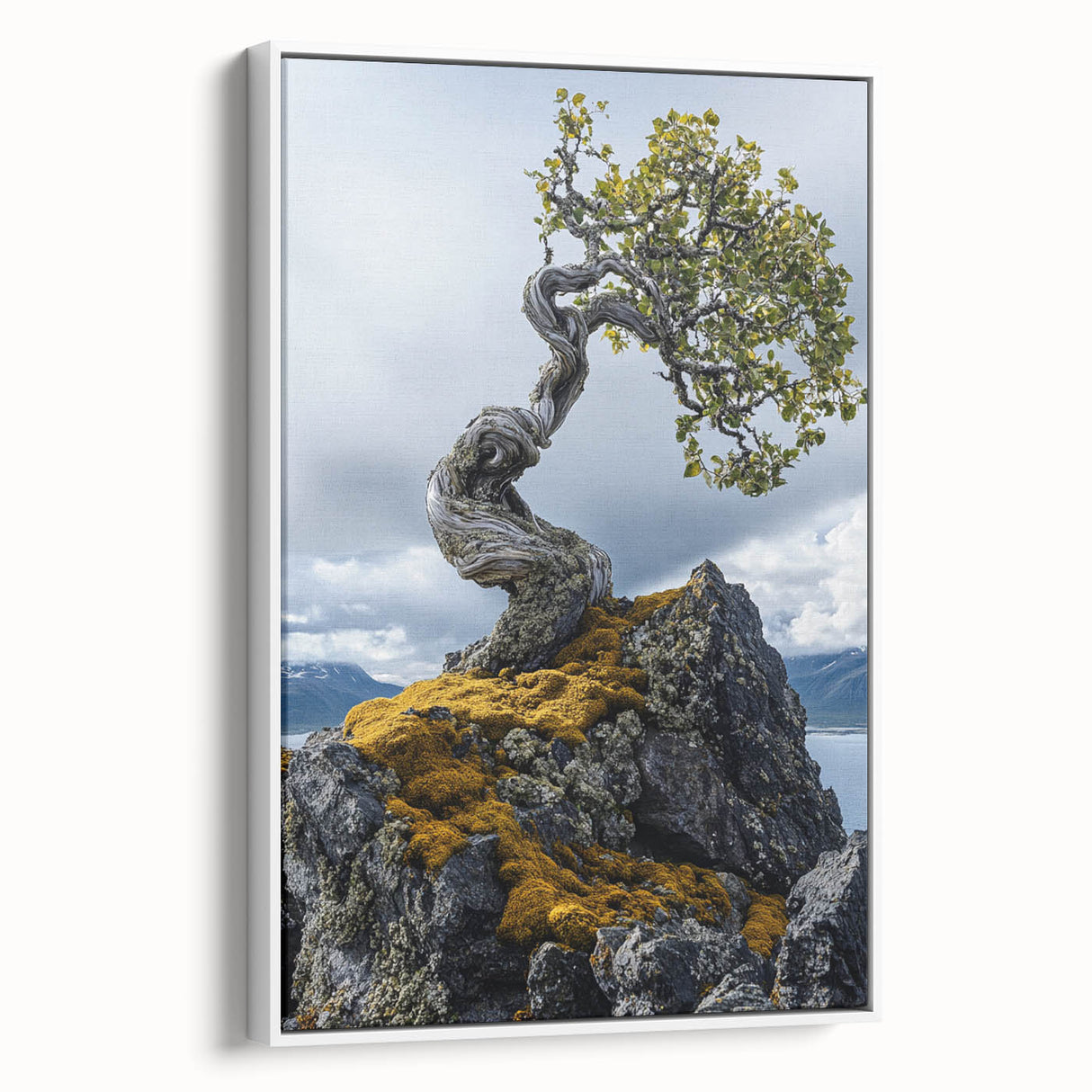 Resilient Bonsai Tree – Forest Art Prints & Nature Wall Art