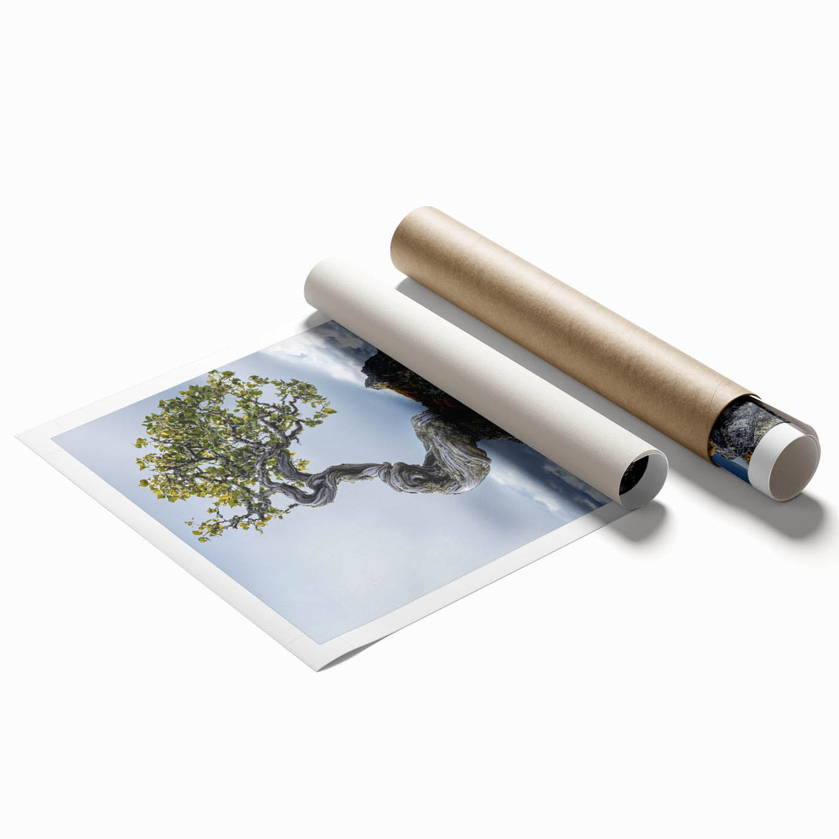 Resilient Bonsai Tree – Forest Art Prints & Nature Wall Art