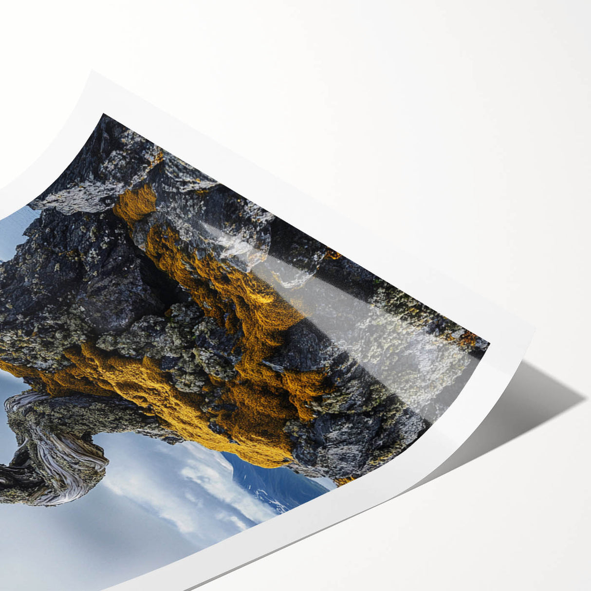 Resilient Bonsai Tree – Forest Art Prints & Nature Wall Art