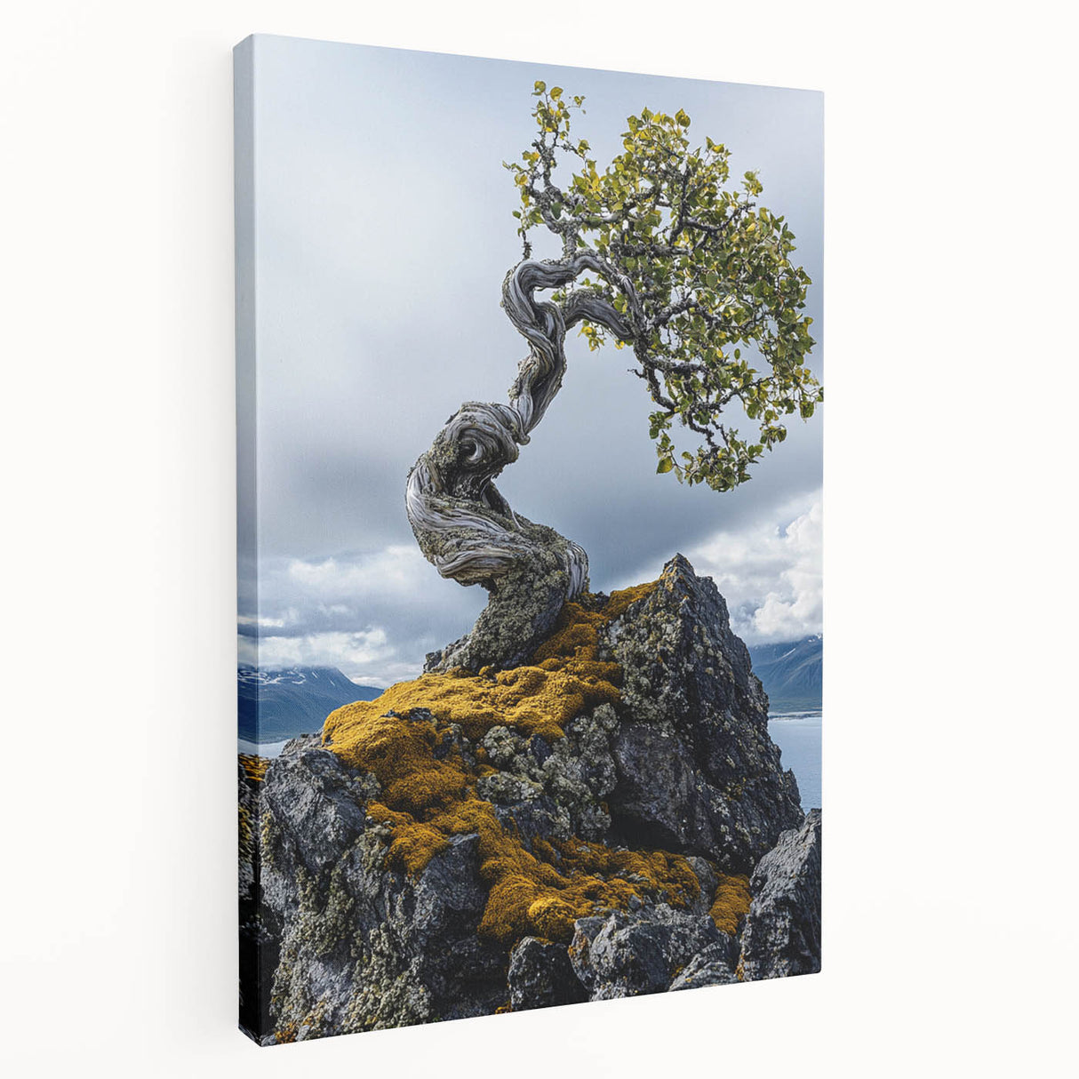 Resilient Bonsai Tree – Forest Art Prints & Nature Wall Art