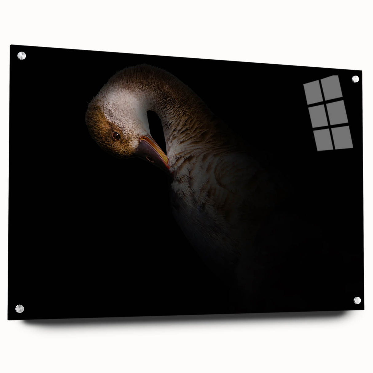 Minimalist Goose Portrait - Fine Art Photography Wall Decor