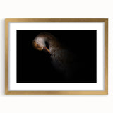 Minimalist Goose Portrait - Fine Art Photography Wall Decor