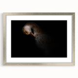 Minimalist Goose Portrait - Fine Art Photography Wall Decor