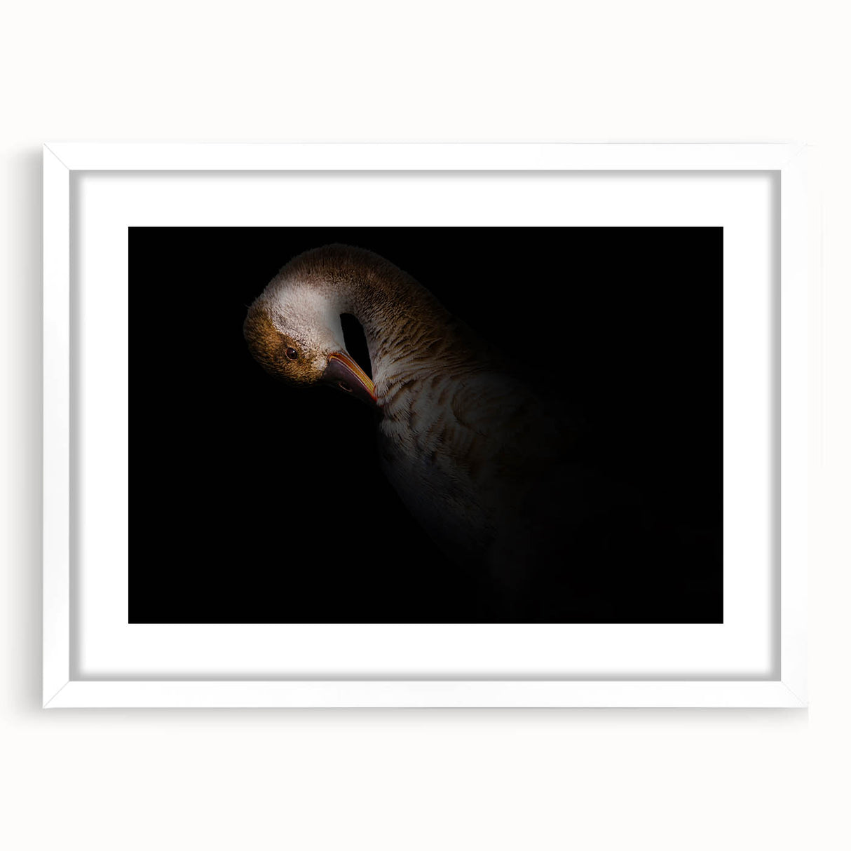 Minimalist Goose Portrait - Fine Art Photography Wall Decor