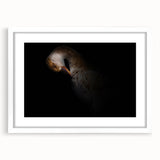 Minimalist Goose Portrait - Fine Art Photography Wall Decor