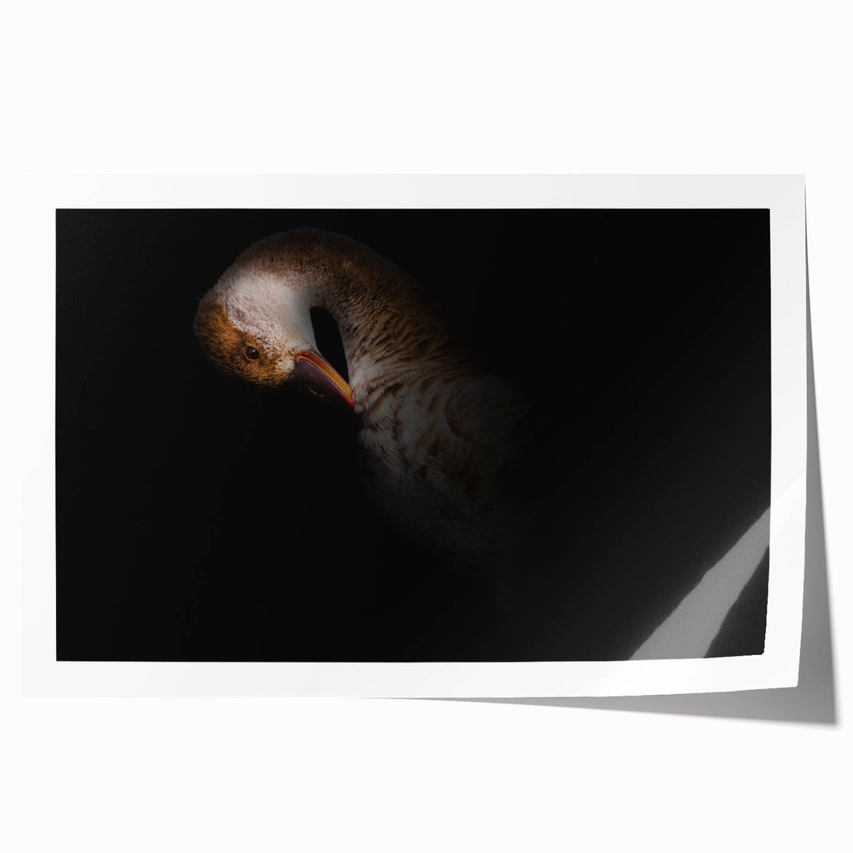 Minimalist Goose Portrait - Fine Art Photography Wall Decor