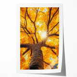 Golden Canopy – Tree Art Prints & Nature-Inspired Wall Decor