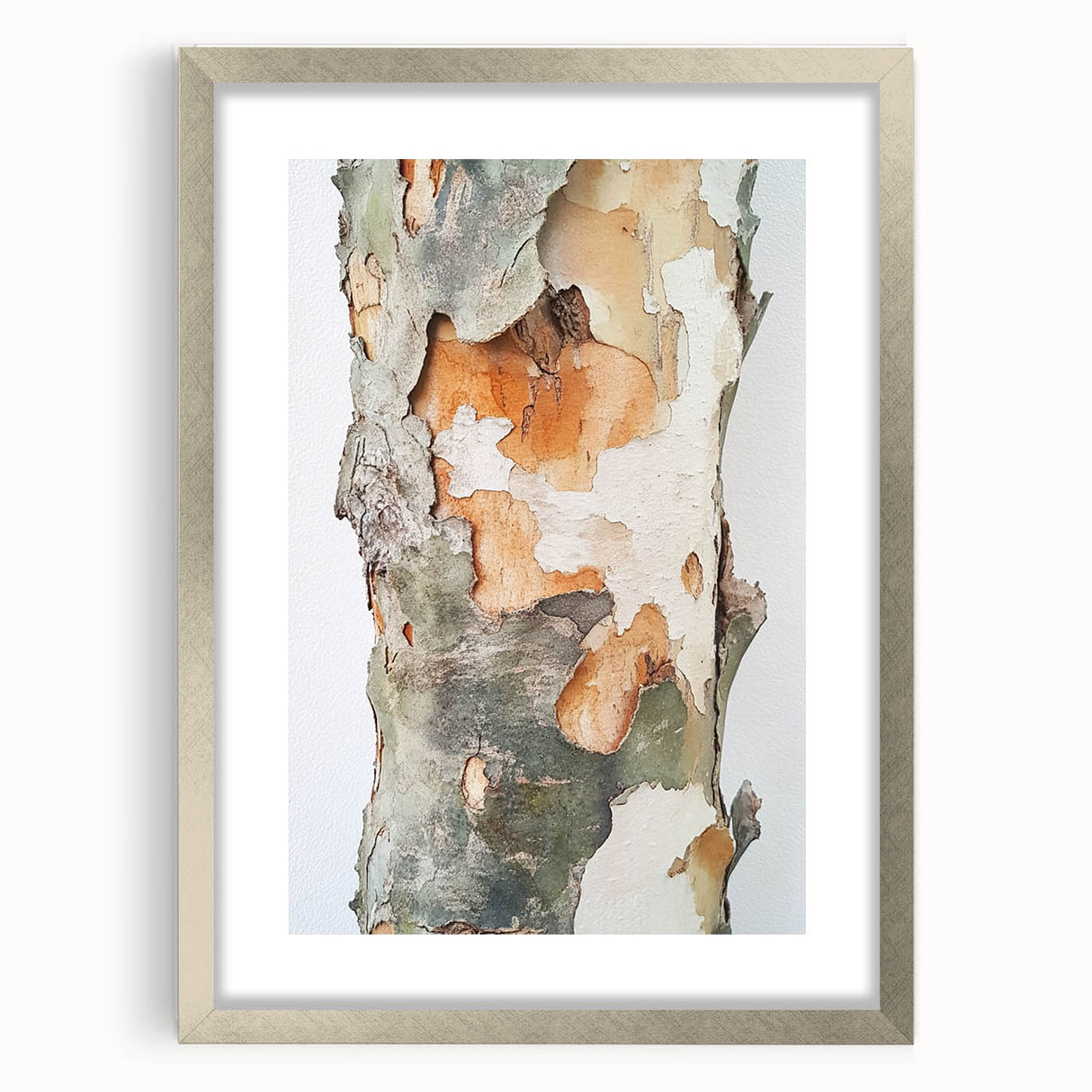 Textured Tree Bark – Abstract Nature Wall Art & Botanical Prints