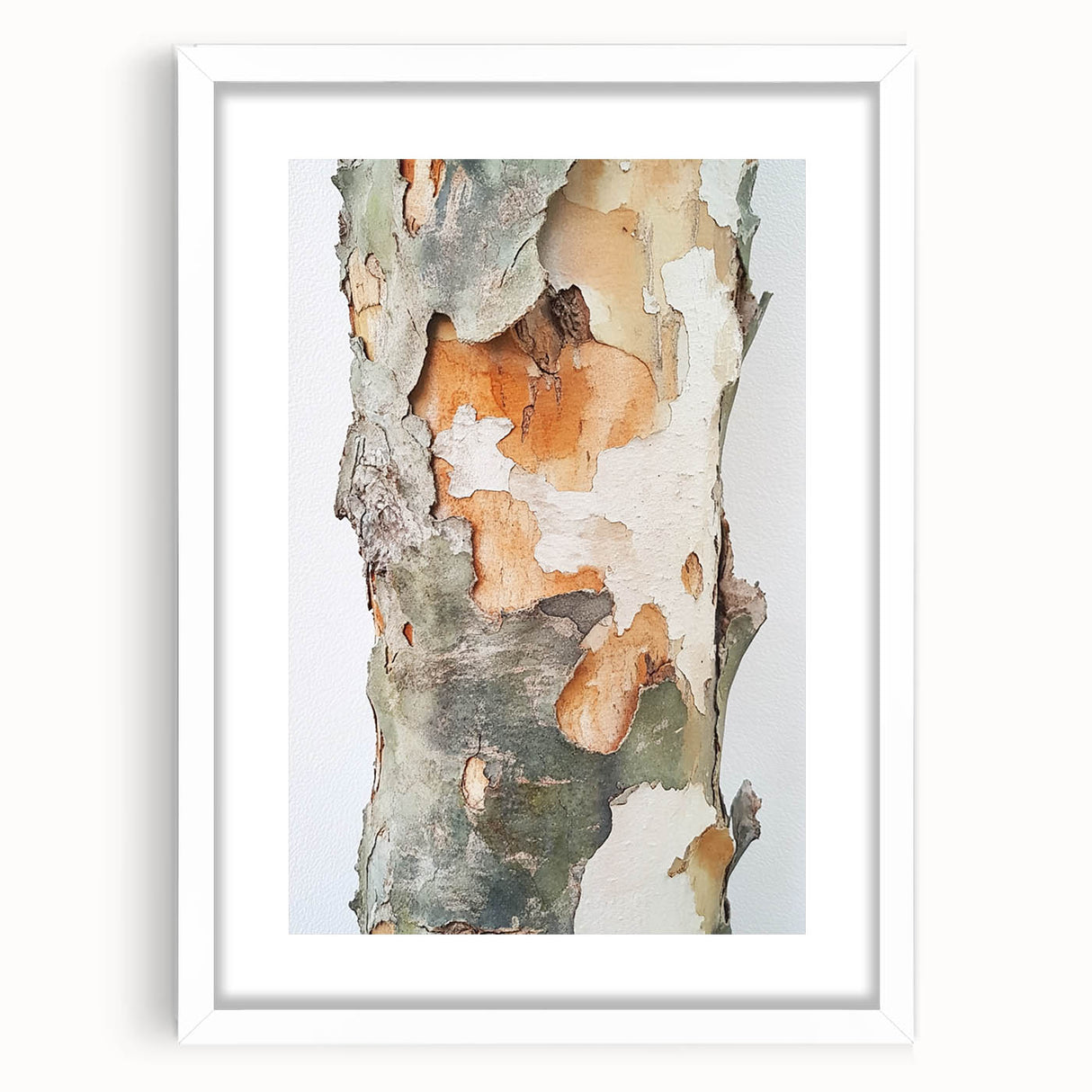 Textured Tree Bark – Abstract Nature Wall Art & Botanical Prints