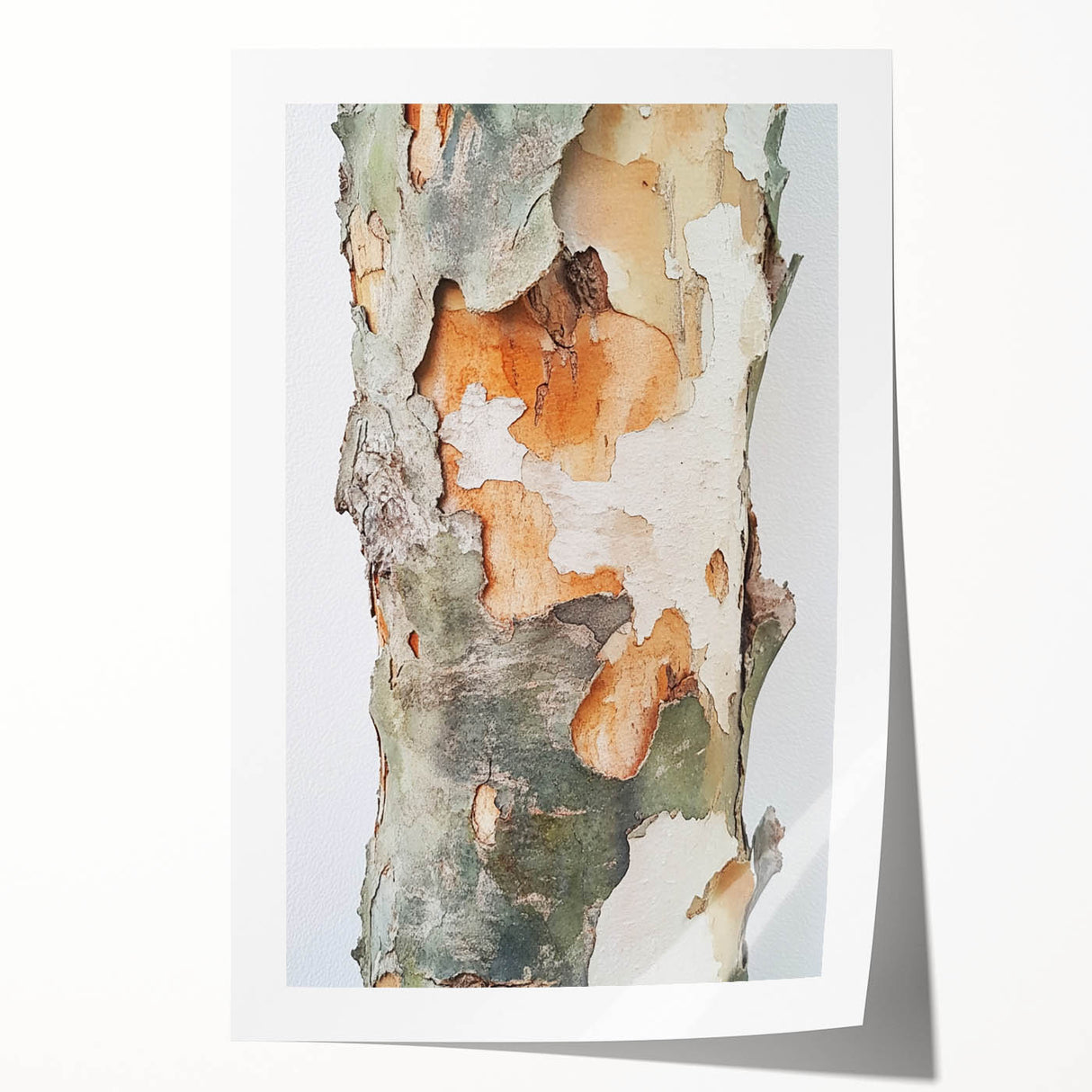 Textured Tree Bark – Abstract Nature Wall Art & Botanical Prints