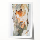 Textured Tree Bark – Abstract Nature Wall Art & Botanical Prints
