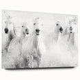 Wild Horses in Motion - Black & White Fine Art Photography