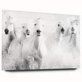 Wild Horses in Motion - Black & White Fine Art Photography