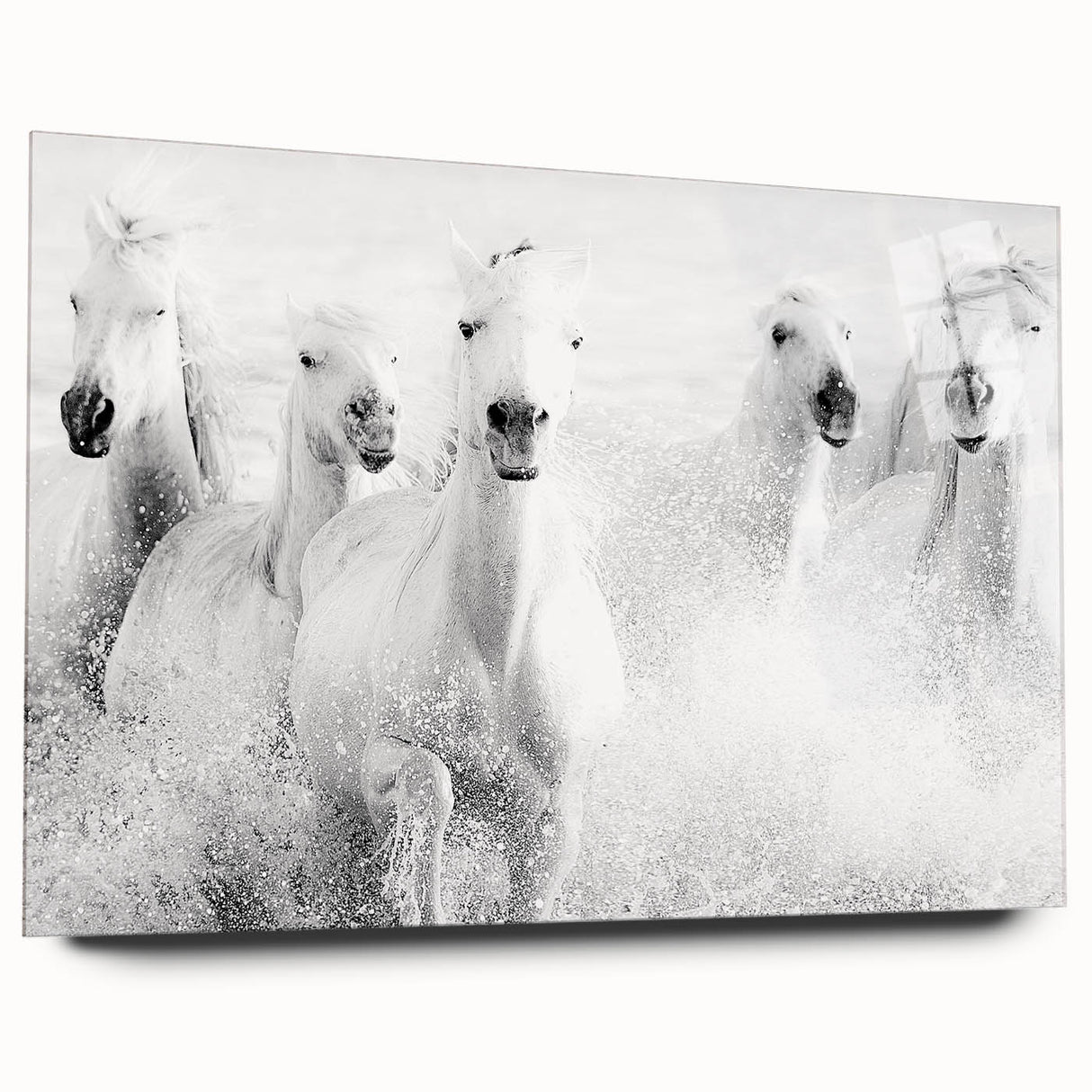 Wild Horses in Motion - Black & White Fine Art Photography